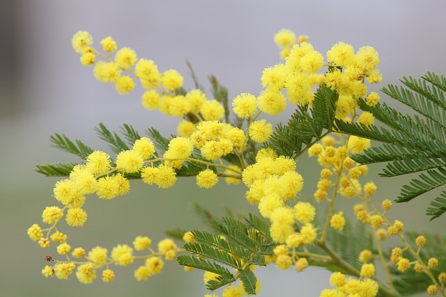 Giornata Internazionale di Lotta delle Donne - Mimosa